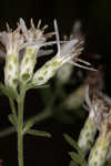 Toothed whitetop aster 